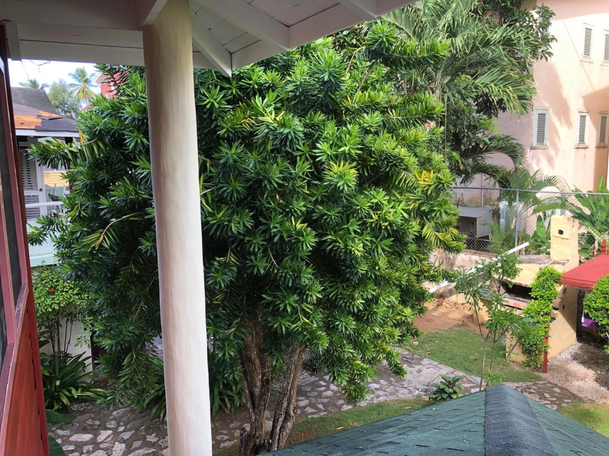 Hotel Casa Robinson Las Terrenas Dış mekan fotoğraf